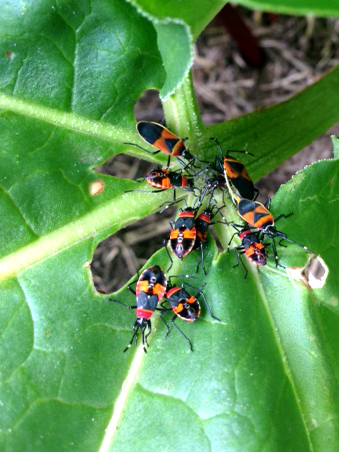 Are they harlequin bugs? That's just what we call them